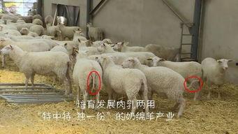 育肥羊爆料视频播放下载,育肥羊视频播放下载背后的惊人真相 第1张 育肥羊爆料视频播放下载,育肥羊视频播放下载背后的惊人真相 第1张